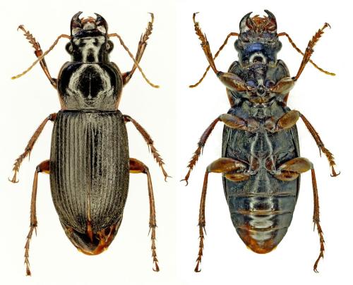 Pseudoophonus rufipes
